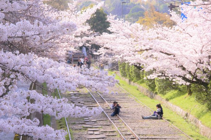 桜 京都 京都の桜は圧巻の美しさ…！ここは抑えておくべき名所マップ。