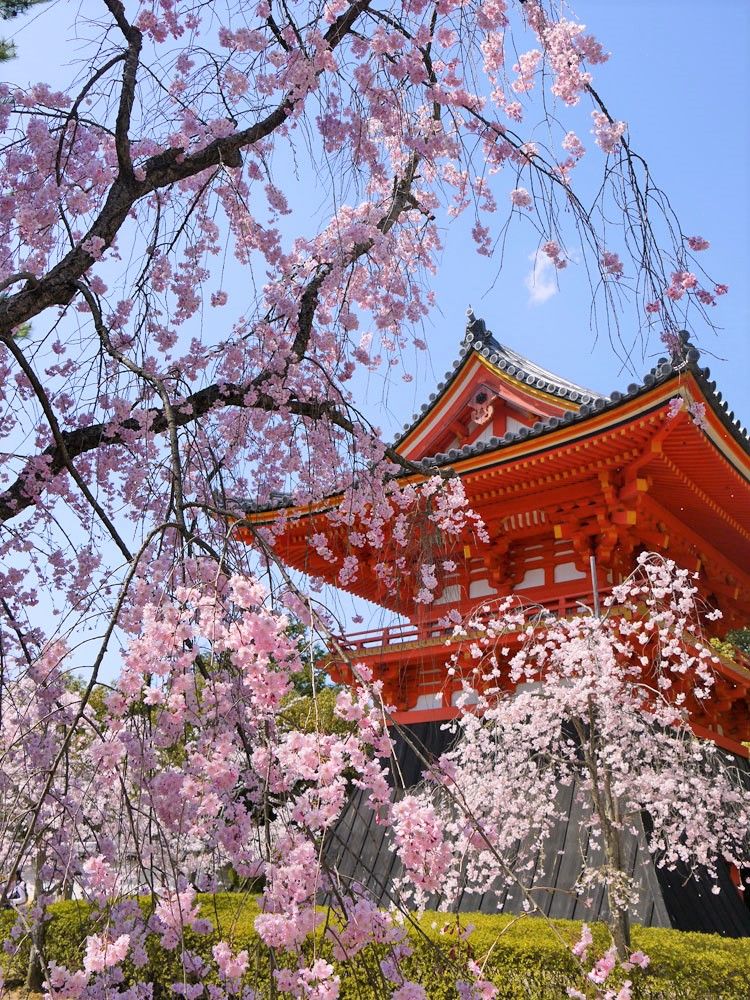 遅咲きの桜！４月中旬まで桜が楽しめる京都の観光名所「仁和寺」「鞍馬寺」「大原・三千院」