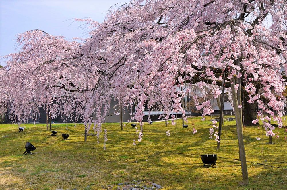 早咲きの桜！３月に桜が楽しめる京都の観光名所「平野神社」「醍醐寺」「祇園白川」
