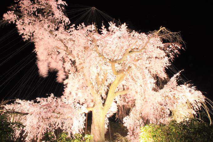 ライトアップも楽しめる！京都の桜名所「清水寺」「平安神宮」「円山公園」