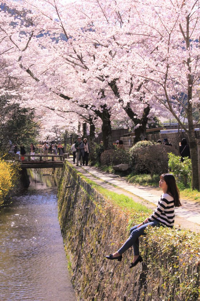 京都の桜で外せない定番の観光スポット！「東寺」「嵐山･渡月橋」「哲学の道」