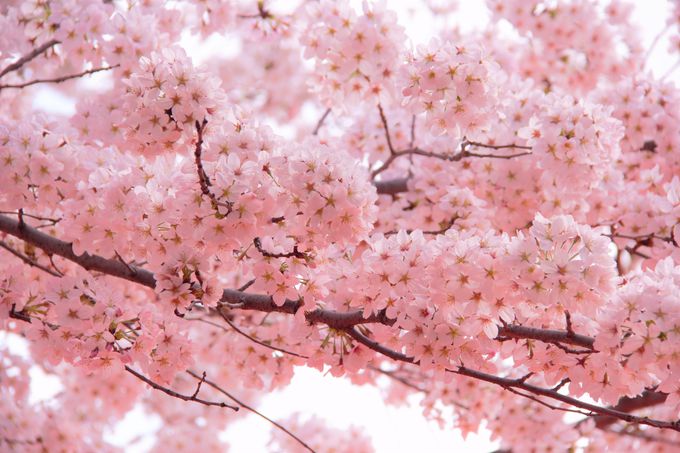 早咲きの桜！３月に桜が楽しめる京都の観光名所「平野神社」「醍醐寺」「祇園白川」