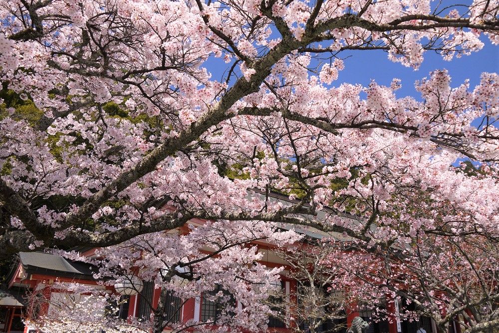 遅咲きの桜！４月中旬まで桜が楽しめる京都の観光名所「仁和寺」「鞍馬寺」「大原・三千院」