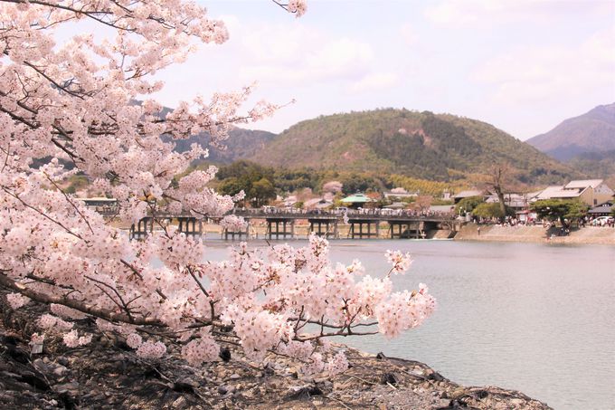 京都の桜で外せない定番の観光スポット！「東寺」「嵐山･渡月橋」「哲学の道」