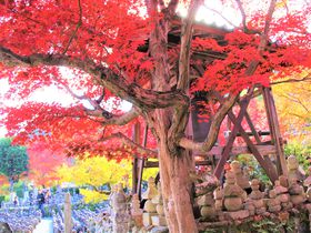 奥深い京都観光！奥嵯峨野、２つの念仏寺は紅葉も穴場スポット