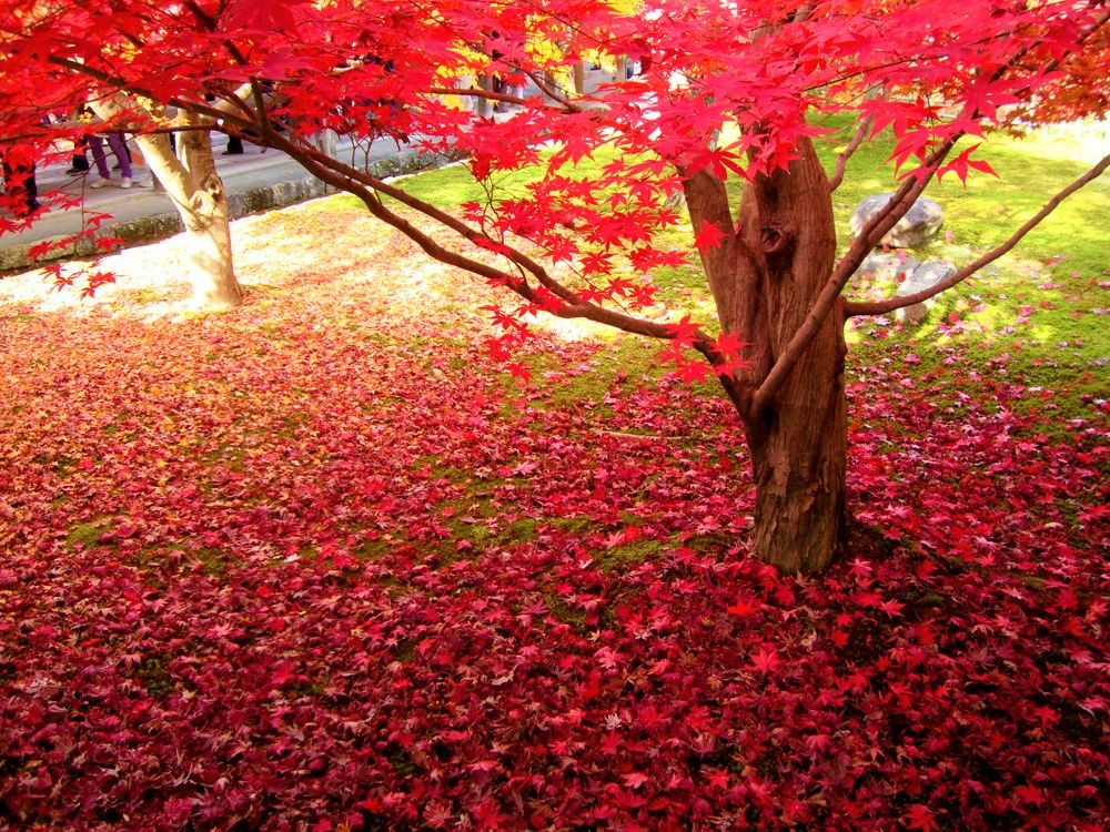 京都の紅葉名所 東福寺 はおすすめ 紅葉の見ごろ 穴場スポットは 京都府 トラベルjp 旅行ガイド