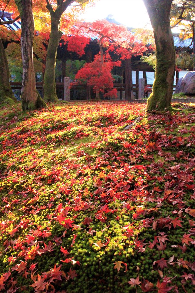 京都の紅葉名所 東福寺 はおすすめ 紅葉の見ごろ 穴場スポットは 京都府 トラベルjp 旅行ガイド