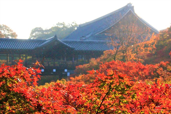 回廊から眺める紅葉は必見！絶対外せない紅葉スポット「東福寺」