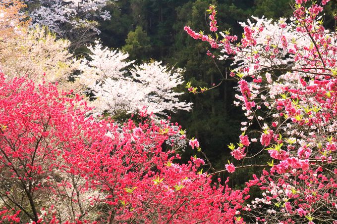 桜 紅葉の穴場 西行永眠の弘川寺は南大阪のパワースポット 大阪府 Lineトラベルjp 旅行ガイド