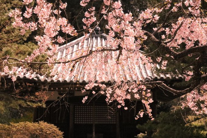 桜 紅葉の穴場 西行永眠の弘川寺は南大阪のパワースポット 大阪府 Lineトラベルjp 旅行ガイド