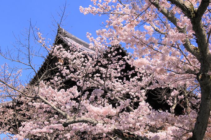 桜の紅色が映える南禅寺