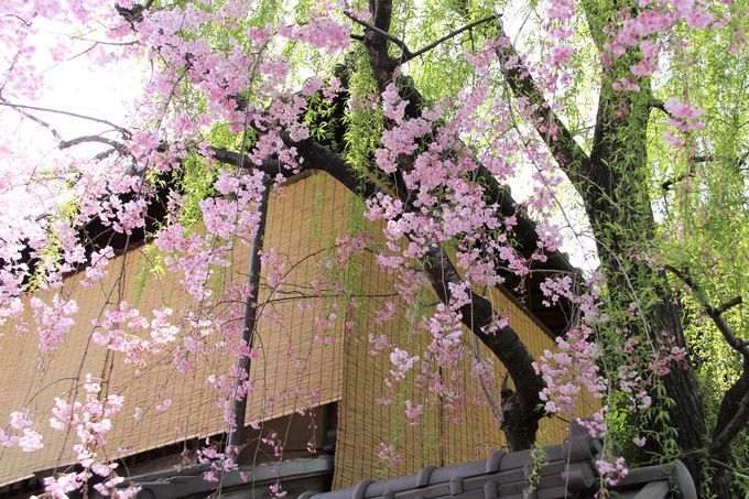 京町屋を彩るピンクの桜と新緑の柳！祇園・白川南通