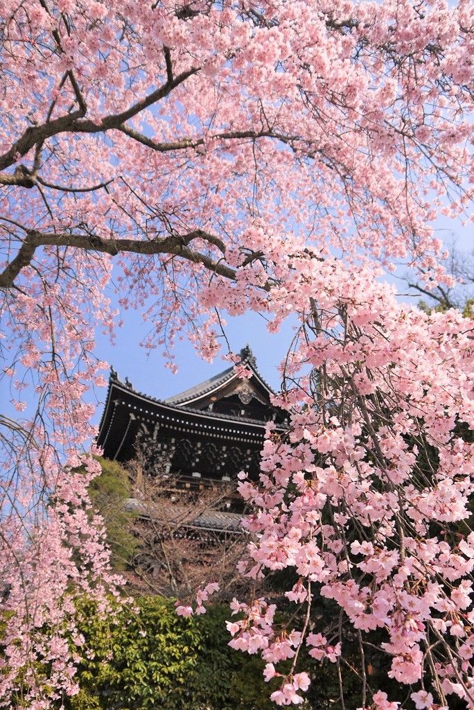 京都おすすめの観光所巡り！祇園〜哲学の道へ桜の名所コース