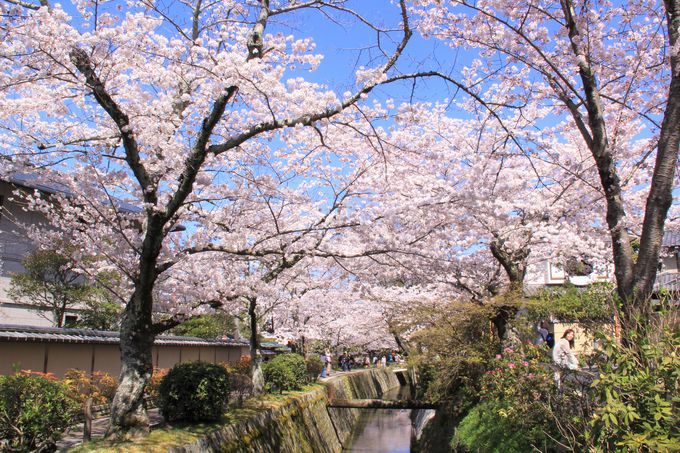 京都の桜スポットランキングで人気の「哲学の道」