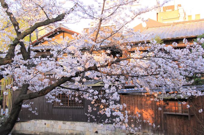 京町屋を彩るピンクの桜と新緑の柳！祇園・白川南通