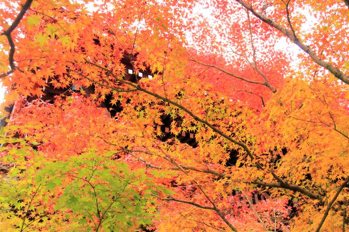 紅葉ランキングで１位 京都 永観堂の紅葉時期 見ごろは 京都府 Lineトラベルjp 旅行ガイド
