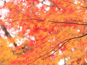 京都の紅葉名所・嵐山「宝厳院」“秋の特別拝観”はおすすめ