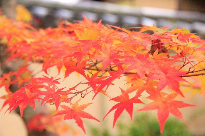 京都の紅葉名所・嵐山「宝厳院」“秋の特別拝観”はおすすめ