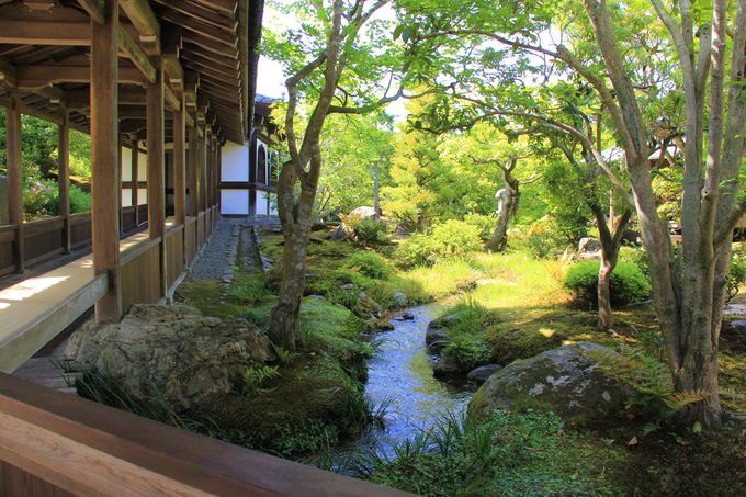 雲龍図、竹林、望京の丘も！京都「天龍寺」は見どころがいっぱい