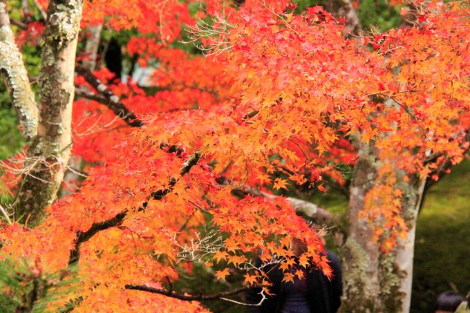 紅葉の庭園を巡る！「天龍寺」の散策コース＆精進料理もおすすめ