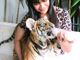 タイでトラと写真が撮れる穴場！アクアリウム＆タイガー動物園