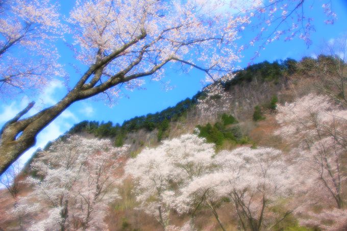 桜×紅葉の名所！屏風岩公苑は絶景