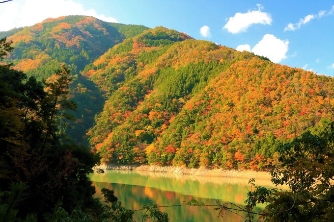 �l�C�X�|�b�g�I�J���݂̒苴