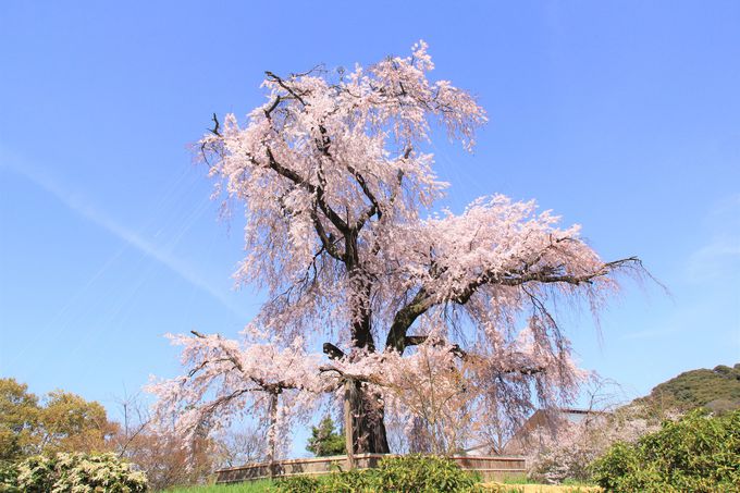 春になったら絶対行きたい 京都のおすすめ観光スポット10選 21 トラベルjp 旅行ガイド