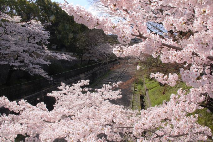 京都の桜の穴場！インクライン跡地の桜並木