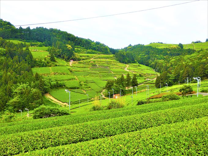 ｇｗが一番美しい 静岡 旧東海道の茶畑が緑の絶景に 静岡県 Lineトラベルjp 旅行ガイド