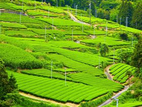 ＧＷが一番美しい！静岡・旧東海道の茶畑が緑の絶景に