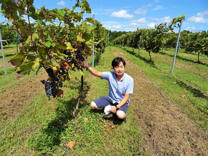 能登ワイン生産者とのブドウ畑ツアーは意外な演出がたっぷり