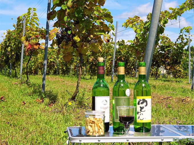 能登ワイン生産者とのブドウ畑ツアーは意外な演出がたっぷり
