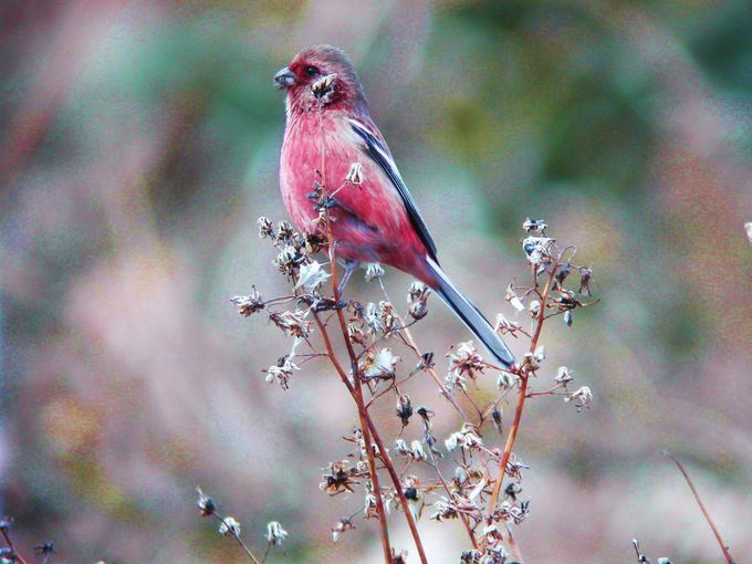 庚申山でのハードウォッチングのハイライトは美しい冬鳥たち