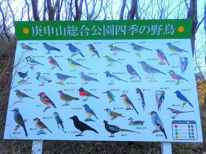 庚申山は豊かな野鳥のサンクチュアリ