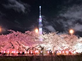 絶妙なコラボ！隅田川お花見屋形船で夜桜と東京スカイツリーの共演！