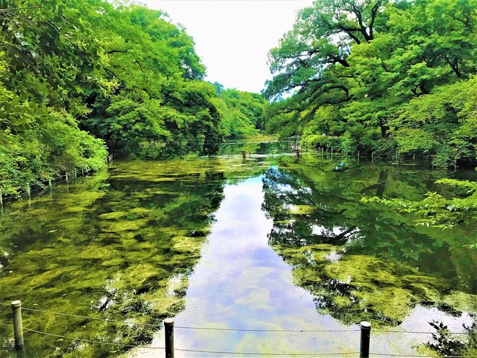 井の頭公園はホントにモネの池？噂の真実をめぐる散策ガイド | 東京都 | トラベルjp 旅行ガイド