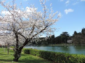 ���̖����g���{�̎U�����h�Ƃ������Ԍ��X�|�b�g in ���[�}�I�̋L���T���l�C��