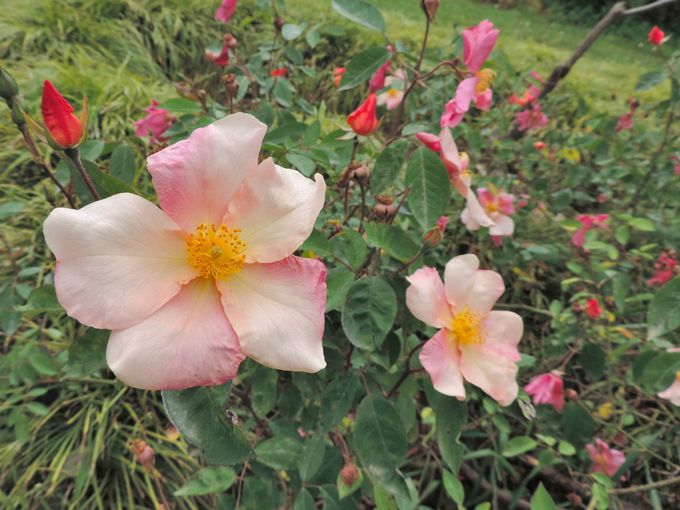 ���ԁE���i�ʐ^����̕��ɂ��������߂̒뉀�I