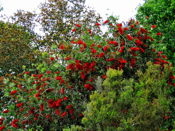 �c���̒��̃����h���A�[�i�뉀