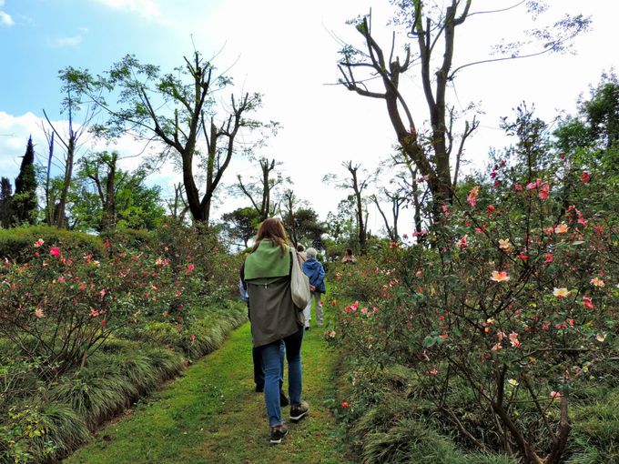 ���ԁE���i�ʐ^����̕��ɂ��������߂̒뉀�I