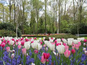 オランダ花の公園・キューケンホフの歩き方ベストガイド