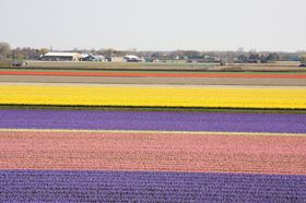 �`���[���b�v�Ƀ~�b�t�B�[ �I�����_�́u�C���X�^�f���X�|�b�g�v12�I�̋L���T���l�C��