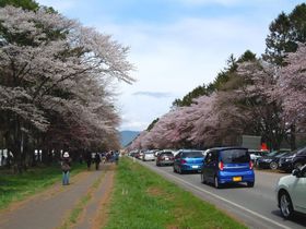 桜の名所「静内二十間道路桜並木」も！北海道新ひだか町の春を満喫しよう