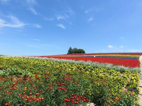 SNS fQ̕xǖ̃x_[ũt@[v̋LTlC