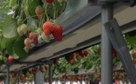 �m�������E���c�Łu���������v�Ɓu�����w���v�����\�I�̋L���T���l�C��