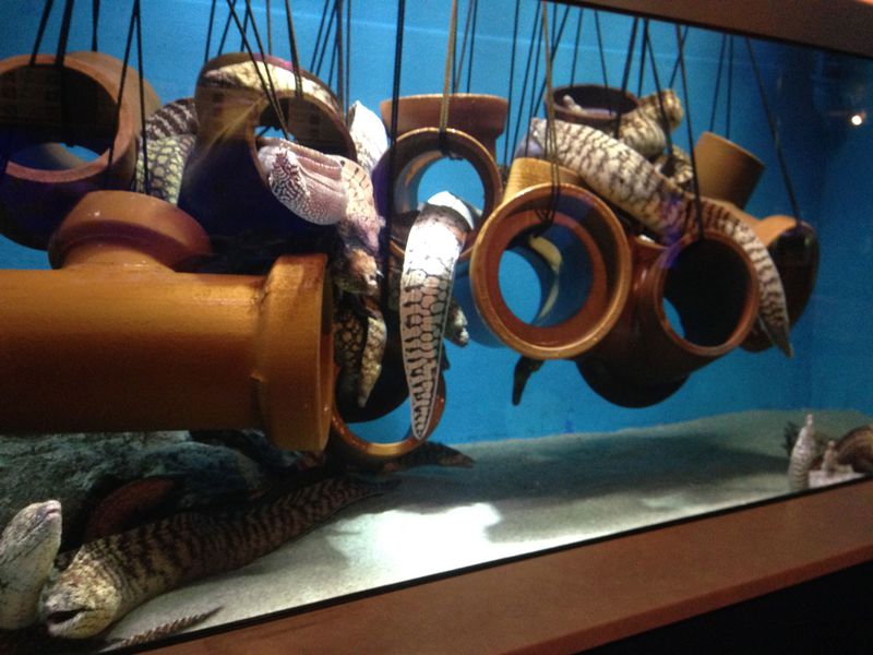 遊べる！笑える！ヴィレヴァン系水族館、蒲郡の「竹島水族館」が秀逸すぎる