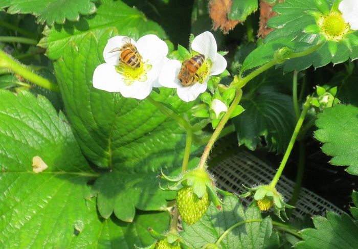 日光で唯一のイチゴ狩り 日光ストロベリーパーク は減農薬有機栽培 栃木県 トラベルjp 旅行ガイド