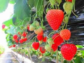 日光で唯一のイチゴ狩り！「日光ストロベリーパーク」は減農薬有機栽培