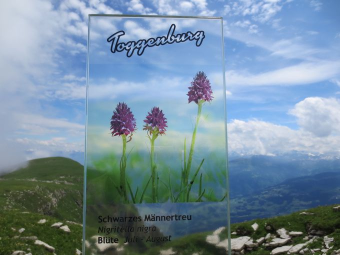 スイス 緑のトッゲンブルグ 天空のお花畑を絶景ハイキング スイス トラベルjp 旅行ガイド